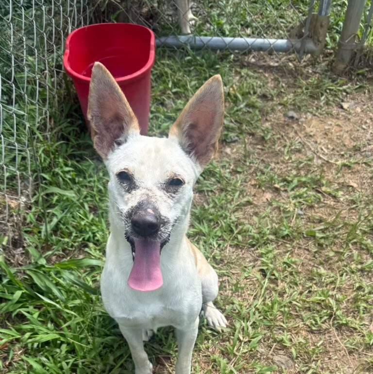 Frida